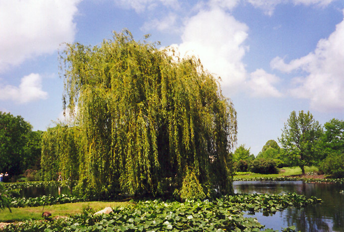 Golden Weeping Willow (Salix alba 'Tristis') at Skillins Greenhouse