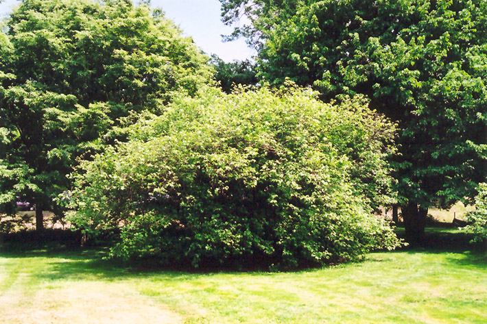 American Hazelnut (Corylus americana) at Skillins Greenhouse