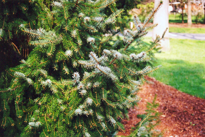 Serbian Spruce (Picea omorika) at Skillins Greenhouse