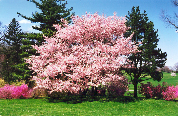 Accolade Flowering Cherry (Prunus 'Accolade') at Skillins Greenhouse