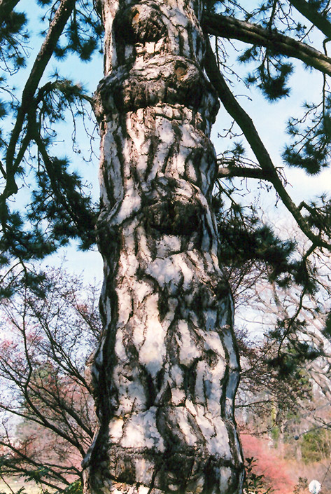 Austrian Pine (Pinus nigra) at Skillins Greenhouse