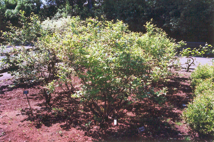 Northland Blueberry (Vaccinium corymbosum 'Northland') at Skillins Greenhouse
