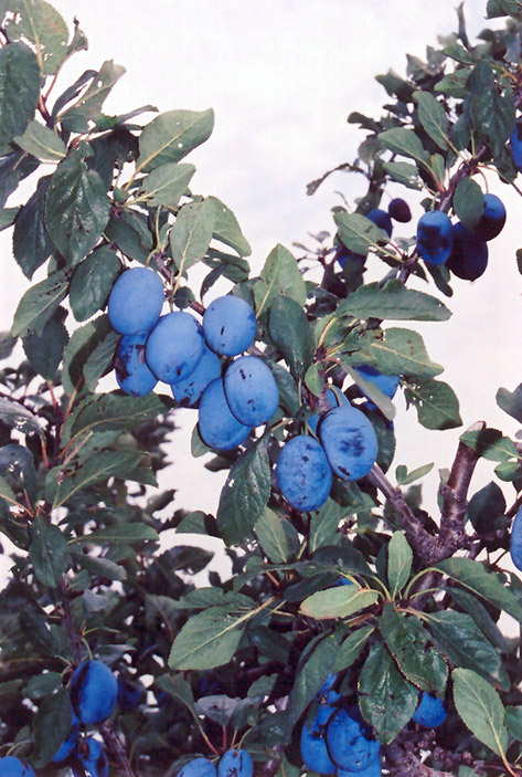 Damson Plum (Prunus 'Damson') at Skillins Greenhouse