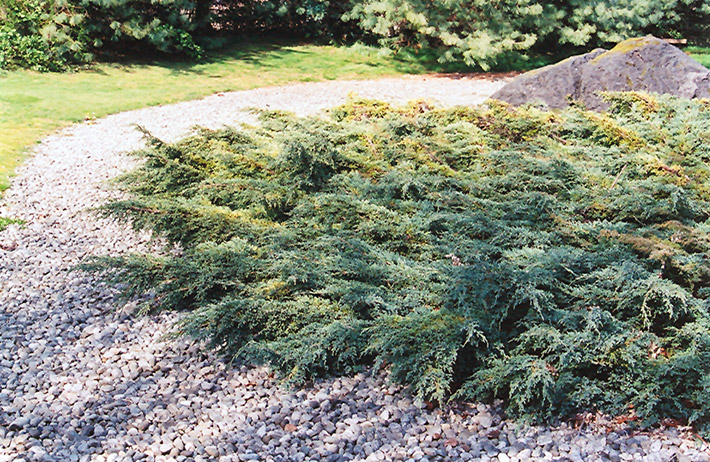 Holger Juniper (Juniperus squamata 'Holger') at Skillins Greenhouse