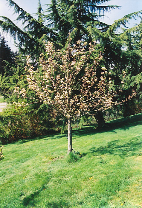 Stella Cherry (Prunus avium 'Stella') at Skillins Greenhouse