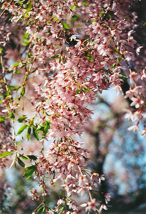 Pink Weeping Higan Cherry (Prunus subhirtella 'Pendula Rosea') at Skillins Greenhouse