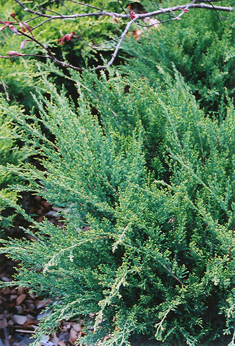 Sea Green Juniper (Juniperus chinensis 'Sea Green') at Skillins Greenhouse