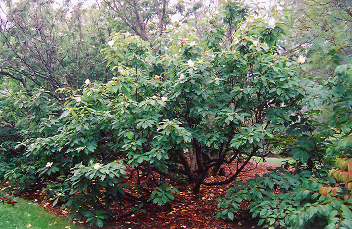 Franklin Tree (Franklinia alatamaha) at Skillins Greenhouse