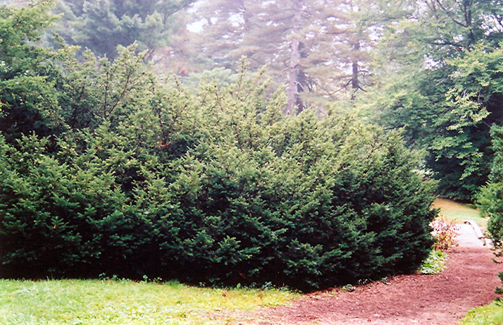 Densa Japanese Yew (Taxus cuspidata 'Densa') at Skillins Greenhouse