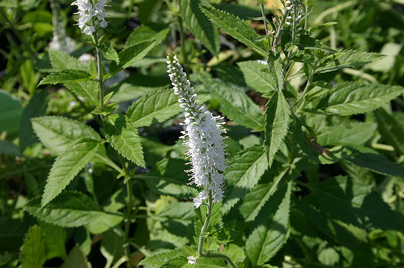 White Icicles Speedwell (Veronica spicata 'White Icicles') at Skillins Greenhouse