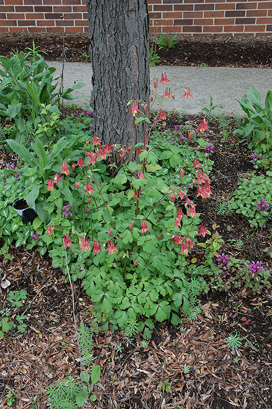 Wild Red Columbine (Aquilegia canadensis) at Skillins Greenhouse