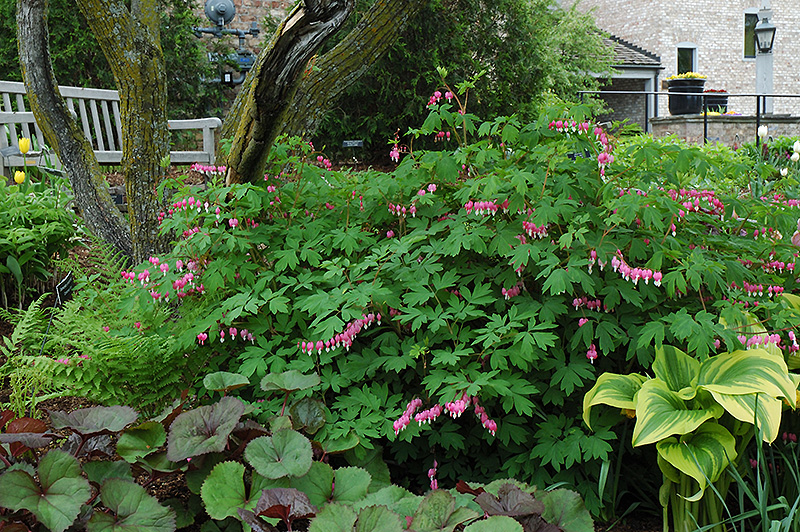 Common Bleeding Heart (Dicentra spectabilis) at Skillins Greenhouse