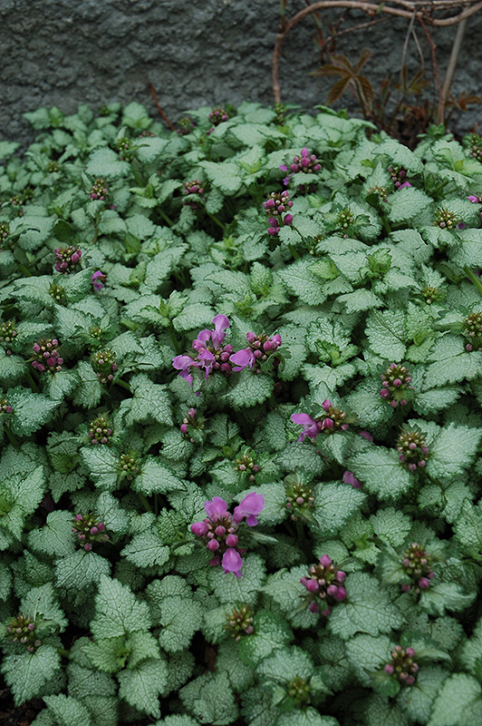 Red Nancy Spotted Dead Nettle (Lamium maculatum 'Red Nancy') at Skillins Greenhouse