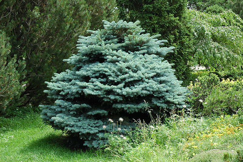 Globe Blue Spruce (Picea pungens 'Globosa') at Skillins Greenhouse