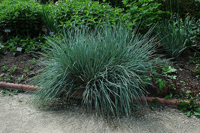 Blue Oat Grass (Helictotrichon sempervirens) at Skillins Greenhouse