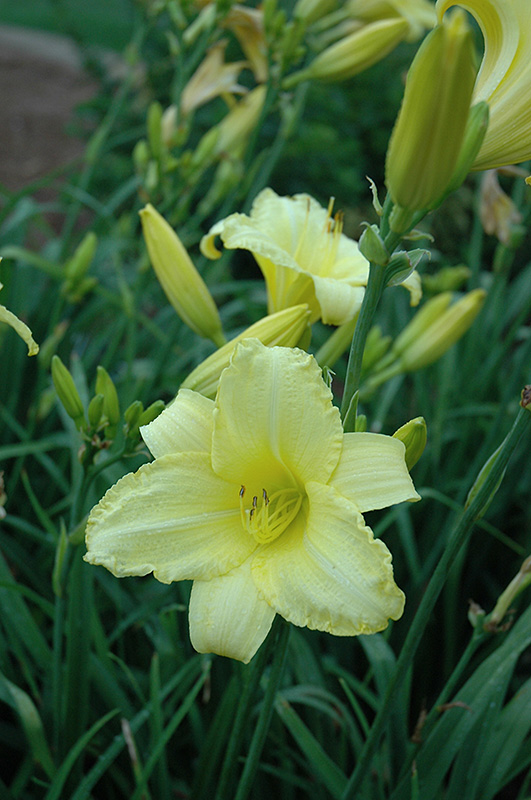 Happy Ever Appster Happy Returns Daylily (Hemerocallis 'Happy Returns') at Skillins Greenhouse