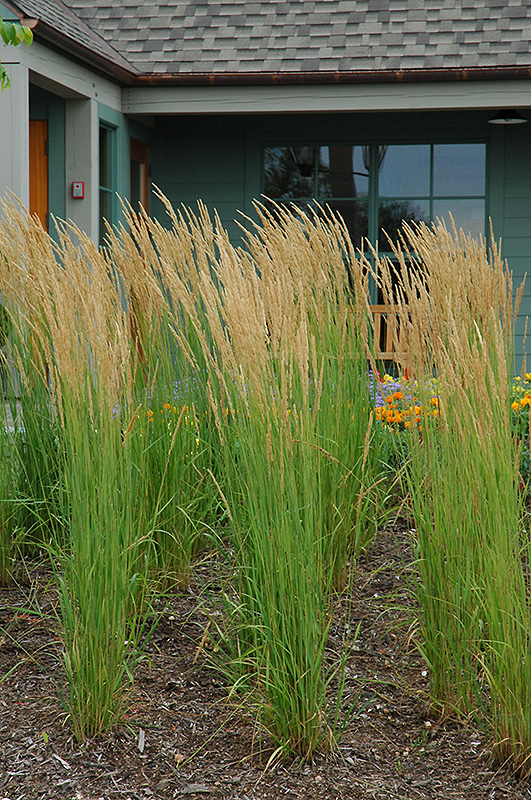 Karl Foerster Reed Grass (Calamagrostis x acutiflora 'Karl Foerster') at Skillins Greenhouse