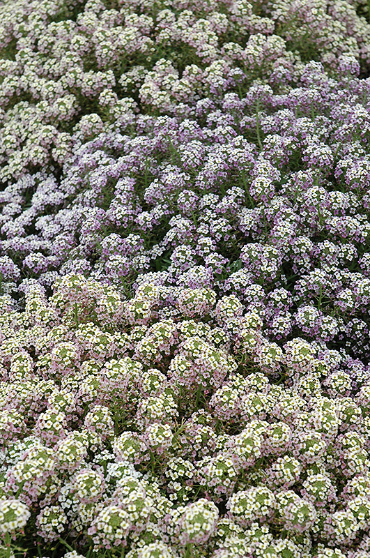 Pastel Carpet Alyssum (Lobularia maritima 'Pastel Carpet') at Skillins Greenhouse