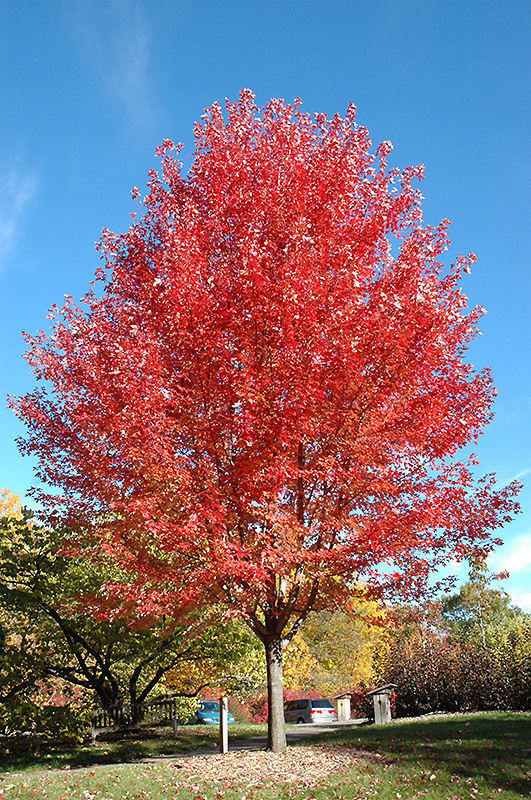 Autumn Blaze Maple (Acer x freemanii 'Jeffersred') at Skillins Greenhouse