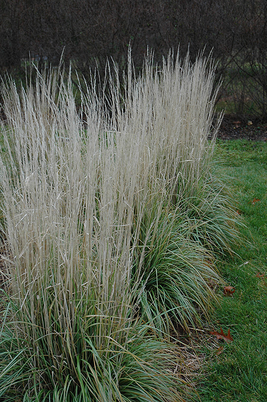 Avalanche Reed Grass (Calamagrostis x acutiflora 'Avalanche') at Skillins Greenhouse