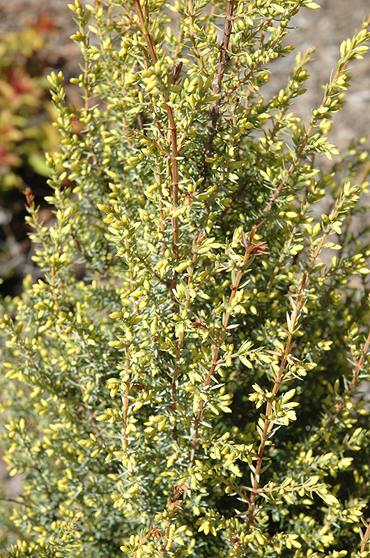 Gold Cone Juniper (Juniperus communis 'Gold Cone') at Skillins Greenhouse