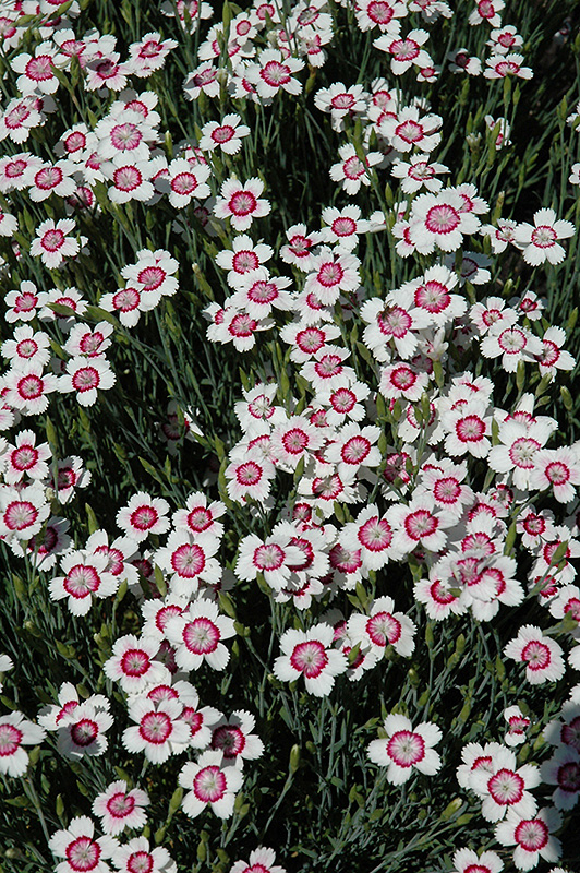 Arctic Fire Maiden Pinks (Dianthus deltoides 'Arctic Fire') at Skillins Greenhouse