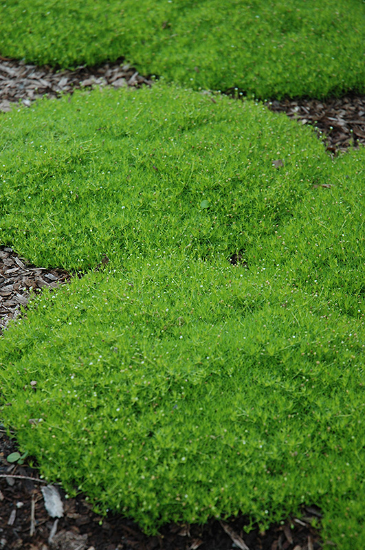 Irish Moss (Sagina subulata) at Skillins Greenhouse
