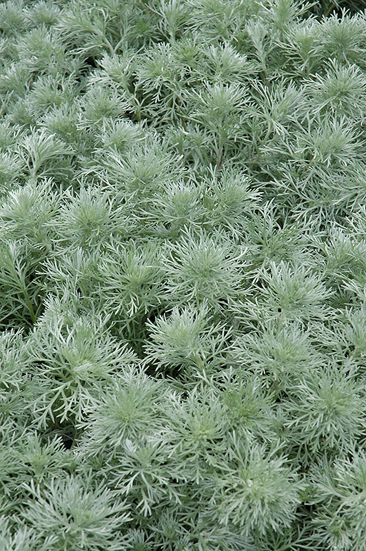 Silver Mound Artemesia (Artemisia schmidtiana 'Silver Mound') at Skillins Greenhouse