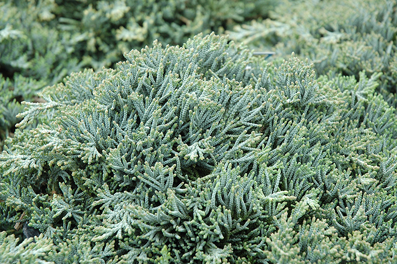 Icee Blue Juniper (Juniperus horizontalis 'Icee Blue') at Skillins Greenhouse