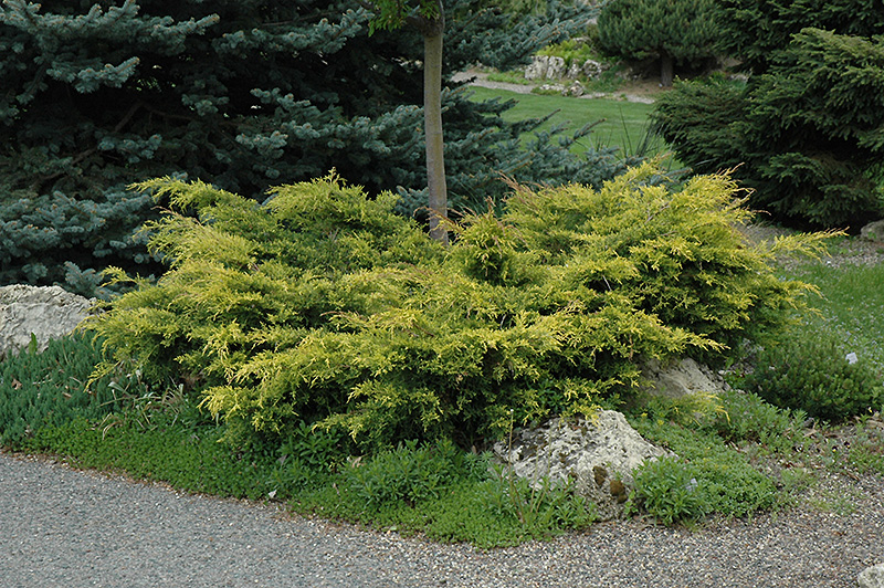 Old Gold Juniper (Juniperus x media 'Old Gold') at Skillins Greenhouse