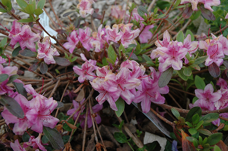 Compact Korean Azalea (Rhododendron yedoense 'Poukhanense Compacta') at Skillins Greenhouse