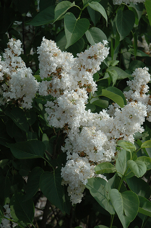 Fiala Remembrance Lilac (Syringa vulgaris 'Fiala Remembrance') at Skillins Greenhouse