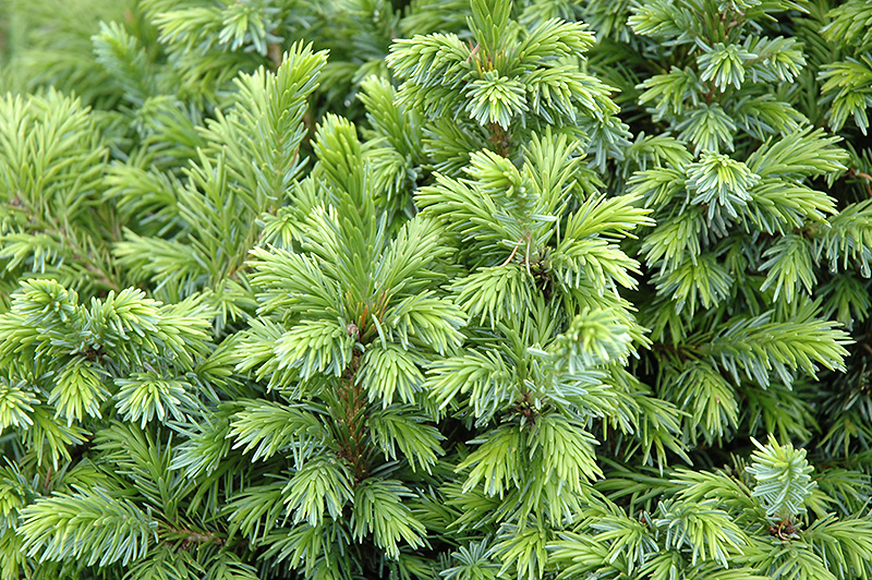 Dwarf Serbian Spruce (Picea omorika 'Nana') at Skillins Greenhouse