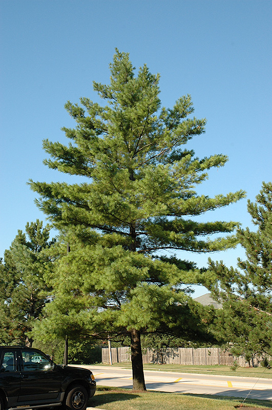White Pine (Pinus strobus) at Skillins Greenhouse
