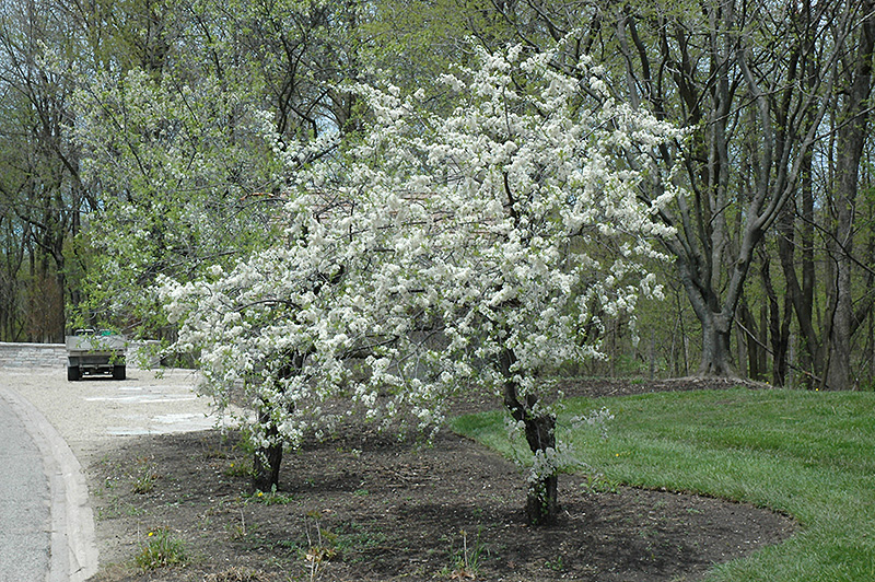 American Plum (Prunus americana) at Skillins Greenhouse