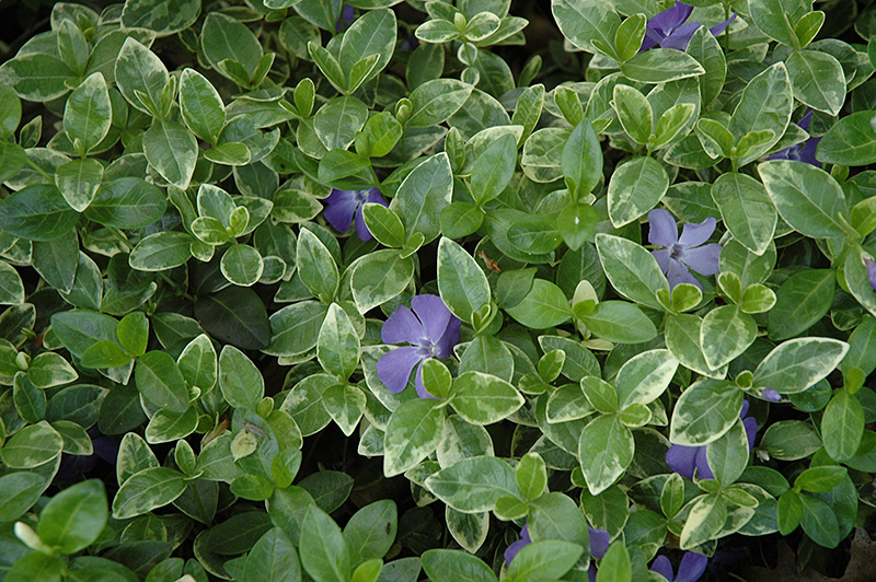 Sterling Silver Periwinkle (Vinca minor 'Sterling Silver') at Skillins Greenhouse