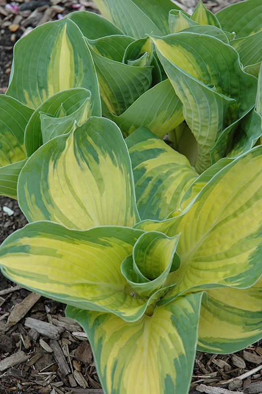 Great Expectations Hosta (Hosta 'Great Expectations') at Skillins Greenhouse