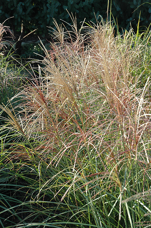 Red Silver Maiden Grass (Miscanthus sinensis 'Rotsilber') at Skillins Greenhouse