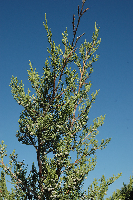 Hetz Columnar Juniper (Juniperus chinensis 'Hetz Columnar') at Skillins Greenhouse