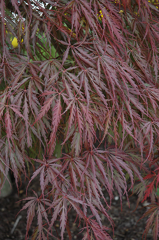 Tamukeyama Japanese Maple (Acer palmatum 'Tamukeyama') at Skillins Greenhouse