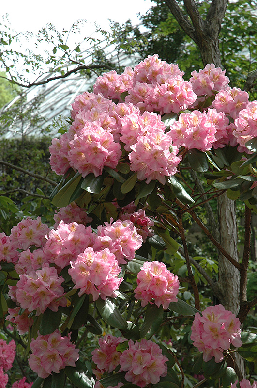 Scintillation Rhododendron (Rhododendron 'Scintillation') at Skillins Greenhouse