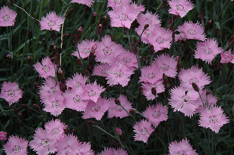 Bath's Pink Pinks (Dianthus 'Bath's Pink') at Skillins Greenhouse