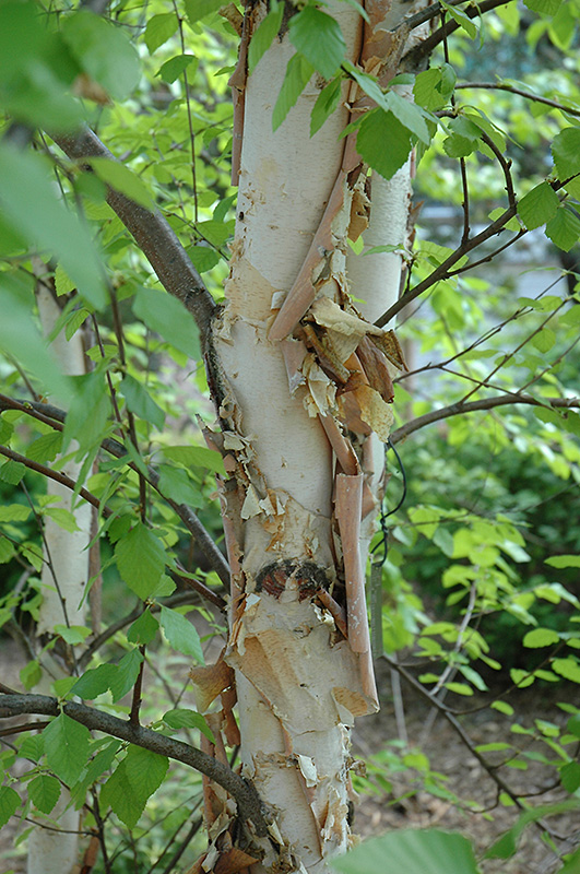 Heritage River Birch (Betula nigra 'Heritage') at Skillins Greenhouse