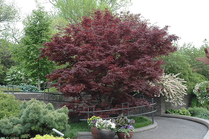 Bloodgood Japanese Maple (Acer palmatum 'Bloodgood') at Skillins Greenhouse
