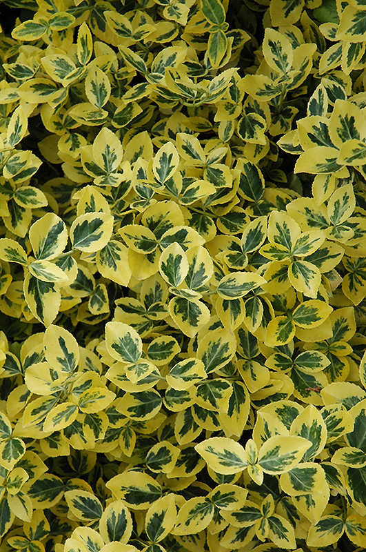 Emerald 'n' Gold Wintercreeper (Euonymus fortunei 'Emerald 'n' Gold') at Skillins Greenhouse