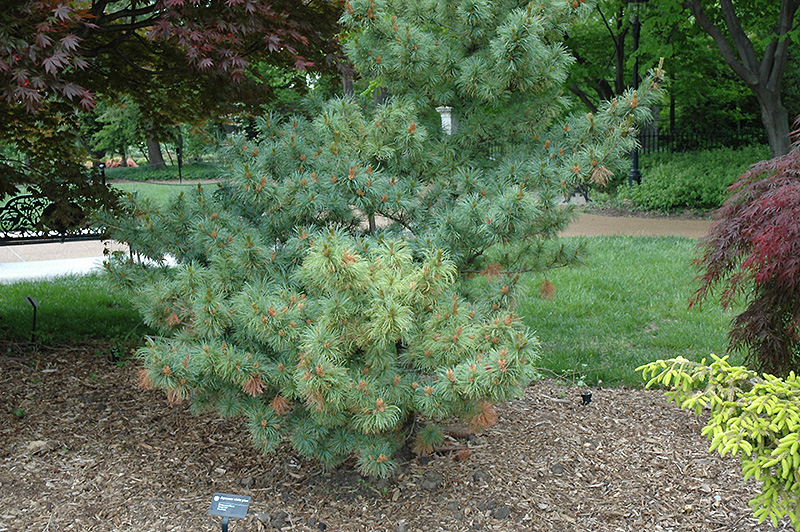 Bergman Japanese White Pine (Pinus parviflora 'Bergmani') at Skillins Greenhouse