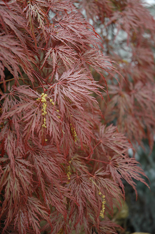Inaba Shidare Cutleaf Japanese Maple (Acer palmatum 'Inaba Shidare') at Skillins Greenhouse