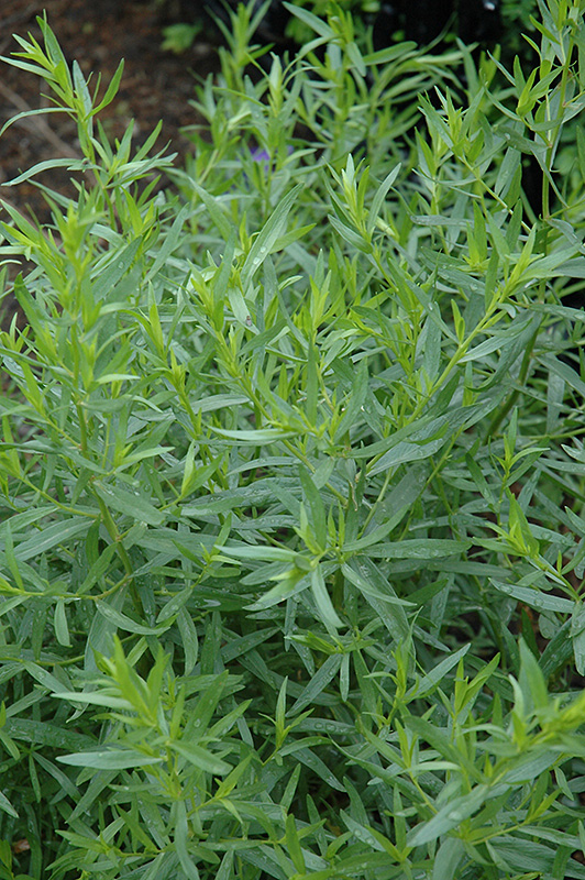 French Tarragon (Artemisia dracunculus 'Sativa') at Skillins Greenhouse