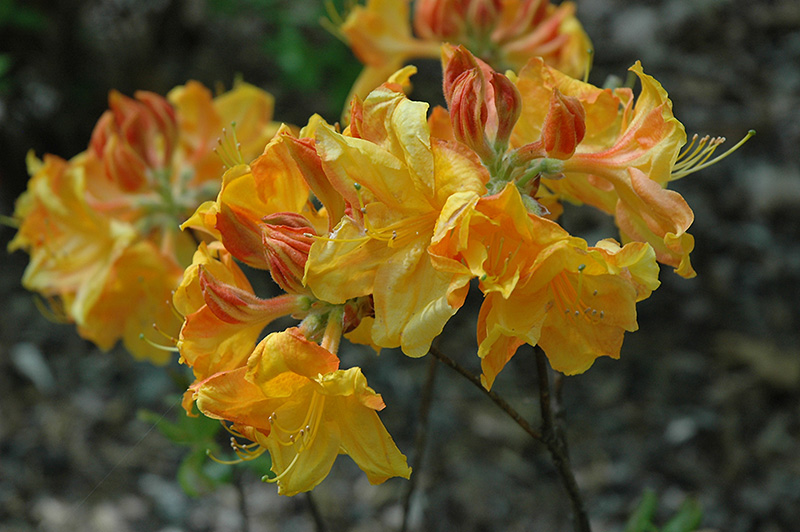 George Reynolds Azalea (Rhododendron 'George Reynolds') at Skillins Greenhouse