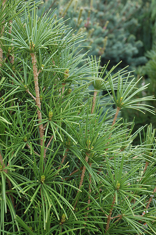 Wintergreen Umbrella Pine (Sciadopitys verticillata 'Wintergreen') at Skillins Greenhouse